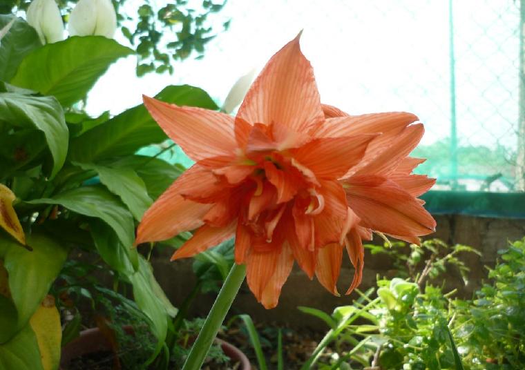 Hippeastrum puniceum alberti (c) copyright 2010 by Mariano Saviello.  All rights reserved.